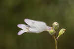 Manyflower beardtongue